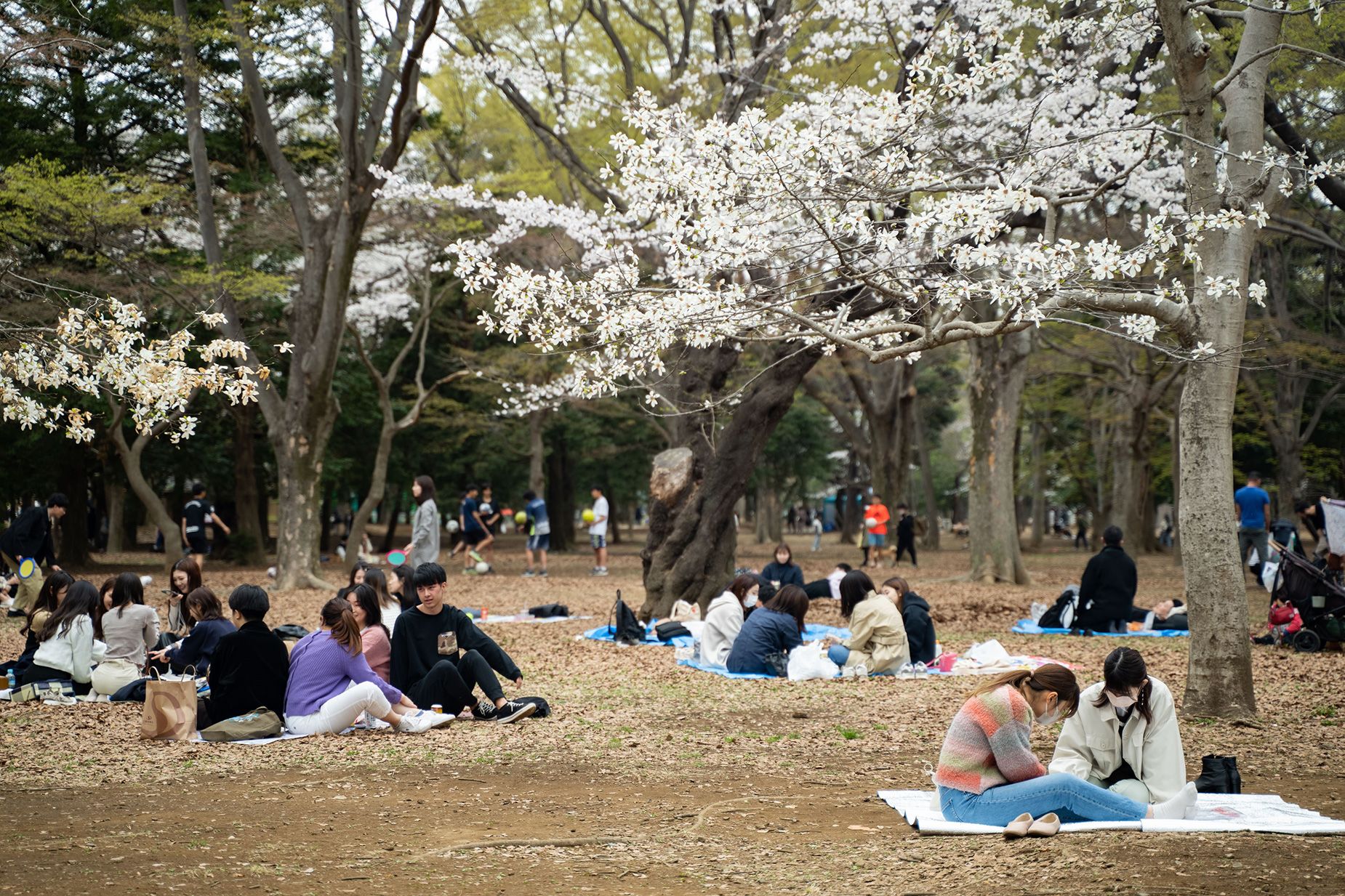 Visitors enjoy picnic spreads on spring equinox 2023 at Yoyogi Park in Tokyo.