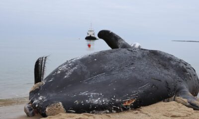 A closer look: can right whales and offshore wind safely coexist?