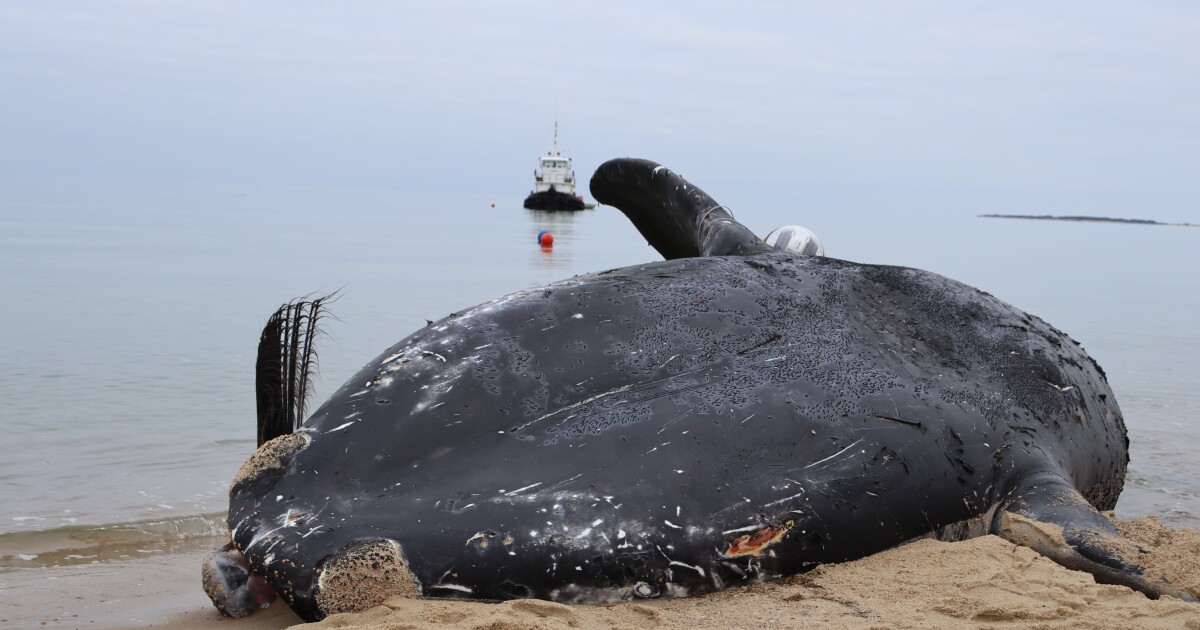 A closer look: can right whales and offshore wind safely coexist?