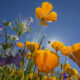 When is the first day of spring in 2024? What to know about the vernal equinox