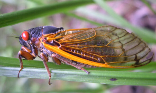 13-year cicadas set to emerge in Georgia – WABE