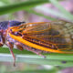 13-year cicadas set to emerge in Georgia – WABE