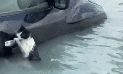 Watch: Cat clinging to car door in Dubai flooding scooped up by rescuers