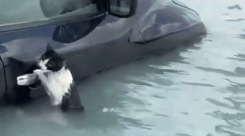 Watch: Cat clinging to car door in Dubai flooding scooped up by rescuers