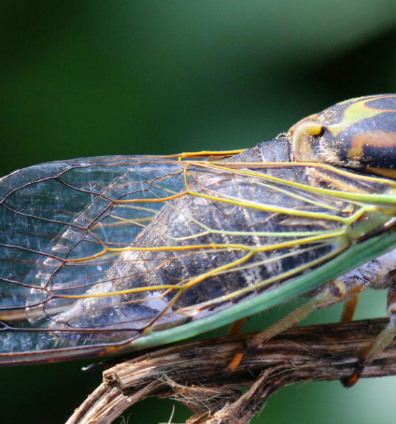 "Cicada-geddon" insect invasion will be biggest bug emergence in centuries