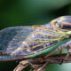 "Cicada-geddon" insect invasion will be biggest bug emergence in centuries