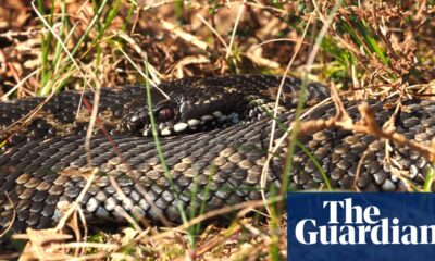 Country diary: Keeping a close eye on the adders | Reptiles