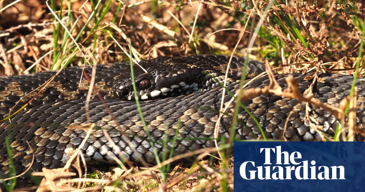 Country diary: Keeping a close eye on the adders | Reptiles