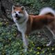 Japanese Society Uses Blockchain To Guard Dog Breeds