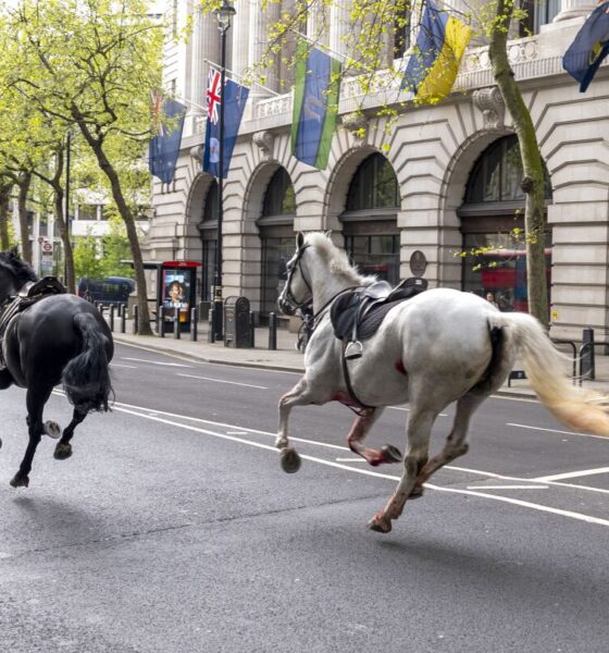 Several military horses run loose in London and injure four