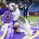 Dog Show 101: What's what at the Westminster Kennel Club
