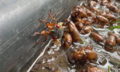 New video shows cicadas re-emerging in St. Louis County