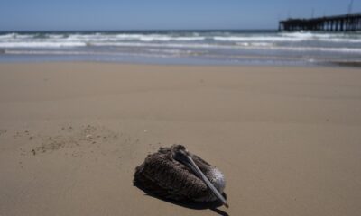 Scores of sick pelicans are found along the California coast