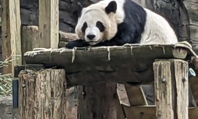 The last pandas at any US zoo are expected to leave Atlanta for China this fall