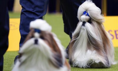 Westminster Kennel Club: At the 148th show, a display of dogs and devotion