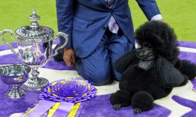 Westminster dog show 2024: Sage, a Miniature poodle, wins top prize