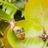 This is one of the last photos ever taken of the species Achatinella lila in the wild. They now only live in the Snail Extinction Prevention Program’s captive rearing facility. On the right, Laminella sanguinea is a very striking and rare snail endemic to the Wai‘anae Mountains of O‘ahu.