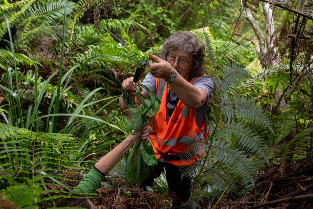 Claire Travers weighs the kiwi.
